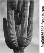 Detail of cactus "Saguaros, Saguro National Monument," Arizona. (Vertical Orientation).  Photographs of National Parks and Monuments, compiled 1941 - 1942, documenting the period ca. 1933 - 1942.