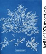 Chylocladia clavellosa
