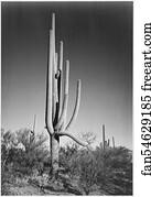 Full view of cactus and surrounding shrubs, "In Saguaro National Monument," Arizona. (Vertical Orientation).  Photographs of National Parks and Monuments, compiled 1941 - 1942, documenting the period ca. 1933 - 1942.