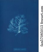 Sphacelaria scoparia