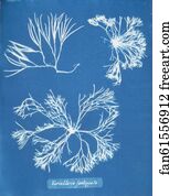 Furcellaria fastigiata