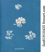 Schizonema Grevillii