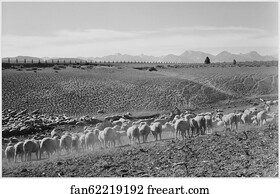 Flock in Owens Valley, California, 1941..  Photographs of National Parks and Monuments, compiled 1941 - 1942, documenting the period ca. 1933 - 1942.