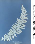 Aspidium lobatum, British