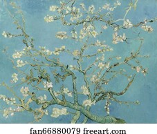 Almond Blossoms