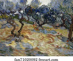 Olive Trees