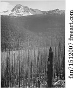 Pine trees, snow covered mountains in background, "Burned area, Glacier National Park," Montana. (vertical orientation).  Photographs of National Parks and Monuments, compiled 1941 - 1942, documenting the period ca. 1933 - 1942.