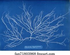 Chordaria flagelliformis