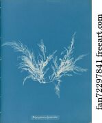 Polysiphonia byssoides