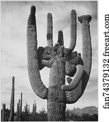View of cactus and surrounding area "Saguaros, Saguaro National Monument," Arizona. (Vertical Orientation).  Photographs of National Parks and Monuments, compiled 1941 - 1942, documenting the period ca. 1933 - 1942.
