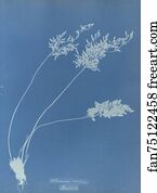 Allosorus crispus, British