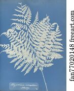 Polypodium crenatum, Norway