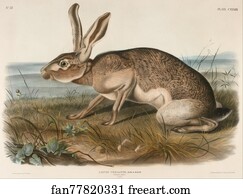 Texian Hare (Lepus Texianus)