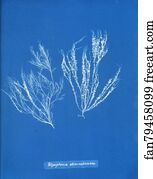 Polysiphonia atro-rubescens