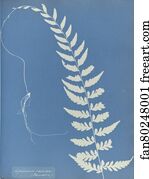 Asplenium radicans, Jamaica
