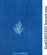 Ectocarpus littoralis