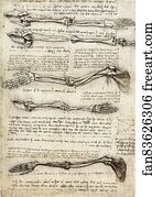 Studies of the Arm showing the Movements made by Biceps, c. 1510