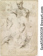 Superficial anatomy of the shoulder and neck (recto)