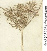 Sedge (c. 1510)