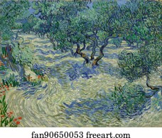 Olive Orchard / Olive Grove