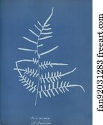 Pteris caudata, N. America
