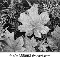 Close-up of leaves, from directly above, "In Glacier National Park," Montana.  Photographs of National Parks and Monuments, compiled 1941 - 1942, documenting the period ca. 1933 - 1942.