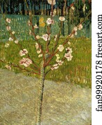 Almond tree in blossom