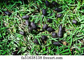 Free Green Poop Art Prints And Wall Artwork Freeart