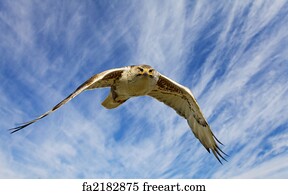 Download Free Art Print Of Angry Hawk In Flight Angry Swainsons Hawk Freeart Fa341259