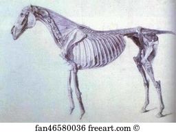 Finish Art Print - Finished Study For The Fifth Anatomical Table