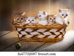 Free Art Print Of British Shorthair Kittens British Shorthair