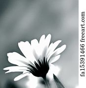 Free art print of Black-and-white flower. Black-and-white flower. A