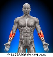 Free art print of Biceps brachii - Muscles anatomy map | FreeArt ...