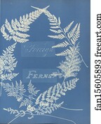 Foreign Art Print - Foreign Ferns
