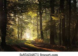 Free art print of Misty coniferous forest at dawn. Sunlight entering ...