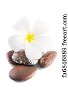 Free art print of Spa and wellness. White frangipani and therapy stones ...