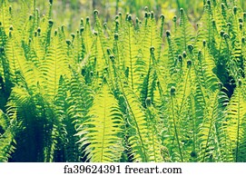 Free Eagle Fern Art Prints And Wall Artwork Freeart