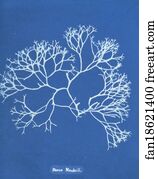 Fucus Art Print - Fucus Machaii