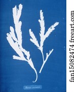Serratus Art Print - Fucus Serratus