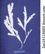 Serratus Art Print - Fucus Serratus