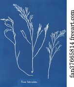 Fucus Art Print - Fucus Tuberculatus