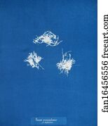 Fucus Vesiculosus Art Print - Fucus Vesiculosus V. Balticus