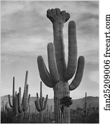 View Art Print - Full View Of Cactus With Others Surrounding, "saguaros, Saguaro National Monument, " Arizona. (Vertical Orientation). Photographs Of National Parks And Monuments, Compiled 1941 - 1942, Documenting The Period Ca. 1933 - 1942.