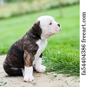 red tiger bulldog for sale