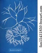 Fastigiata Art Print - Furcellaria Fastigiata