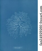 Pinnatum Art Print - Gelideum Corneum Var. Pinnatum