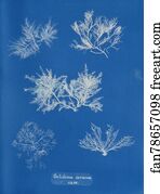 Corneum Art Print - Gelidium Corneum Vars