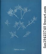 Gelidium Art Print - Gelidium Corneum