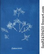 Gelidium Art Print - Gelidium Corneum