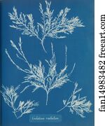 Gelidium Art Print - Gelidium Rostratum